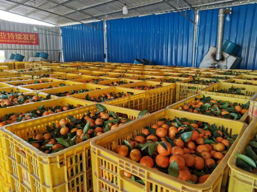 清新砂糖桔上市 甜蜜來襲，你嘗鮮了嗎？