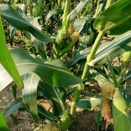 漢川玉米甜瓜產(chǎn)地直通，專業(yè)代辦王超進(jìn)助力初級農(nóng)產(chǎn)品高效收購